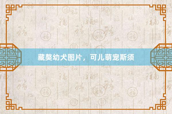 藏獒幼犬图片，可儿萌宠斯须
